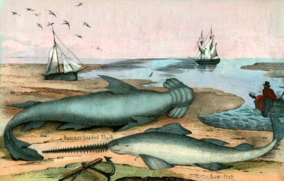 Squalo martello e pesce sega da American School