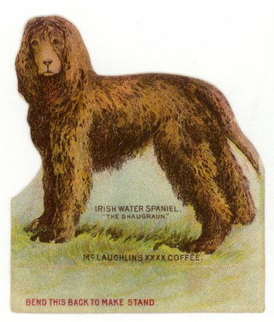 Spaniel d