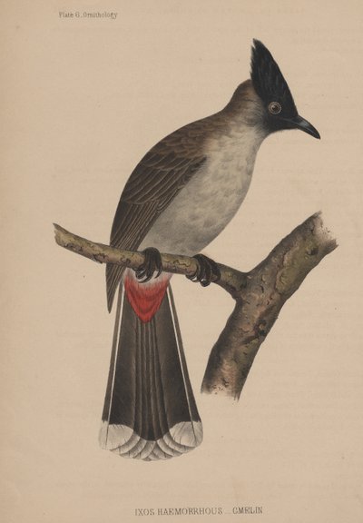 Ixos Haemorrhous (Gmelin) da American School
