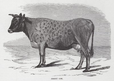 Mucca di Jersey (incisione) da American School
