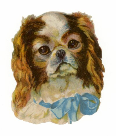Spaniel Cavalier King Charles da American School