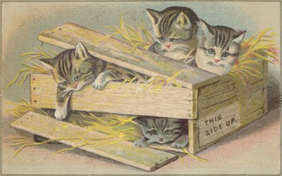 Gattini in una cassa rotta da American School