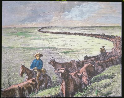 Mandria di Longhorn dal Texas ad Abilene, Kansas, c.1870 da American School