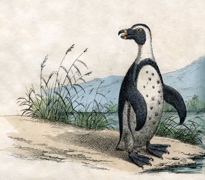 Pinguino Magellano, da The Natural History of Animals da American School