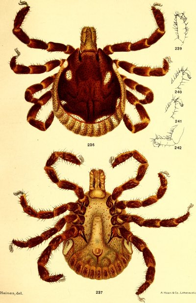 Maschio di Ablyomma Americanum, illustrazione da "Zecche del bestiame (Ixodoidea) degli Stati Uniti" di D. E. Salmon e Charles Wardell da American School