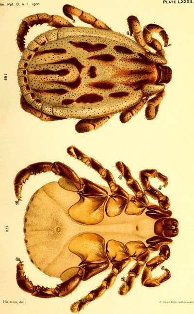 Dermacentor reticulatus maschio, illustrazione da "Cattle ticks (Ixodoidea) of the United States" da American School