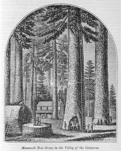 Bosco di alberi mammut nella Valle delle Calaveras, da 
