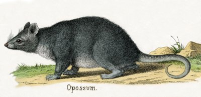 Opossum, da La storia naturale degli animali da American School