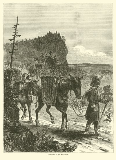 Muli da soma nelle montagne, febbraio 1863 da American School