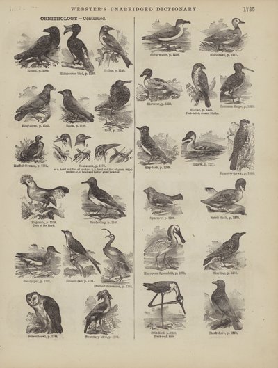 Pagina dal Dizionario Completo di Webster (George Bell) da American School