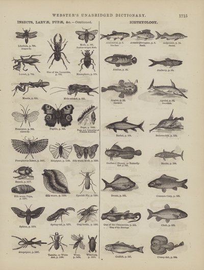 Pagina dal Dizionario Completo di Webster (George Bell) da American School