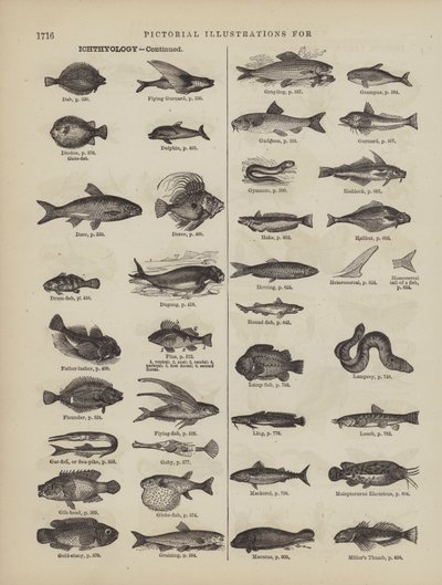 Pagina dal Dizionario Completo di Webster (George Bell) da American School