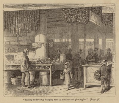 "Passando sotto lunghi e pendenti filari di banane e meli di pino" (incisione) da American School