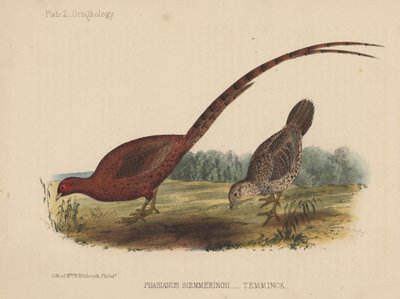Phasianus Soemmeringh (Temminck) da American School