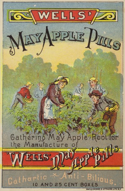 Raccolta di radici di mela di maggio da American School