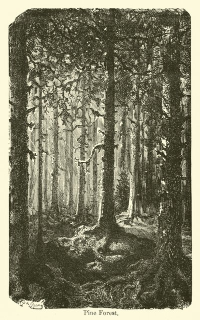 Foresta di pini da American School