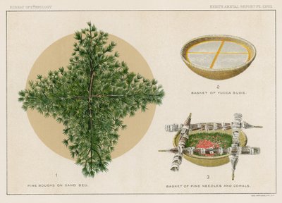 Rami di pino su letto di sabbia, Cesto di schiuma di Yucca, Cesto di aghi di pino e coralli da American School