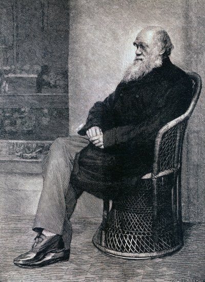 Ritratto di Charles Darwin da American School
