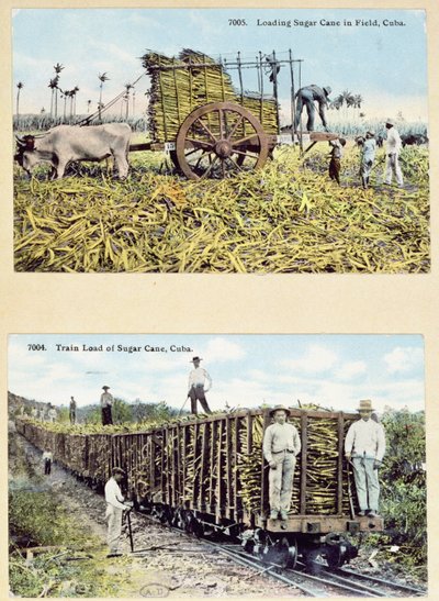 Cartoline raffiguranti piantagioni di canna da zucchero a Cuba, c.1910 da American School