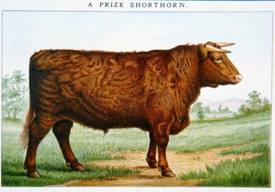 Toro Shorthorn da premio da American School