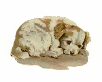 Cucciolo che dorme da American School