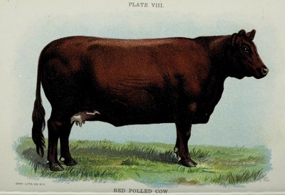 Mucca Red Polled, dal 