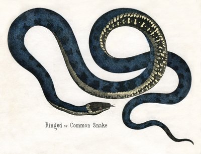 Serpente comune o ad anelli, da La storia naturale degli animali da American School