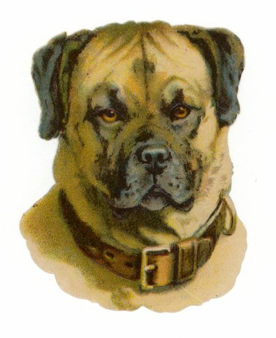 Testa di Rottweiler da American School