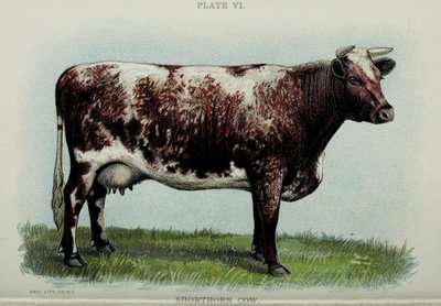 Mucca Shorthorn, dal "Biggle Cow Book" di Jacob Biggle, 1898 da American School