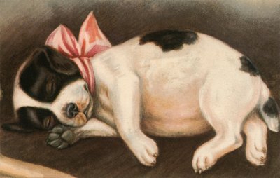 Cucciolo di pointer addormentato con un fiocco rosa da American School