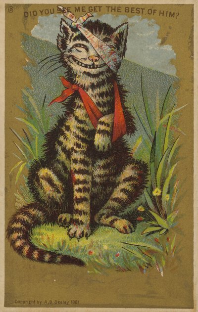 Gatto con ferite che sorride da American School
