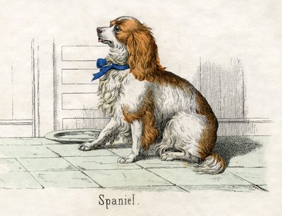 Spaniel, da La storia naturale degli animali da American School
