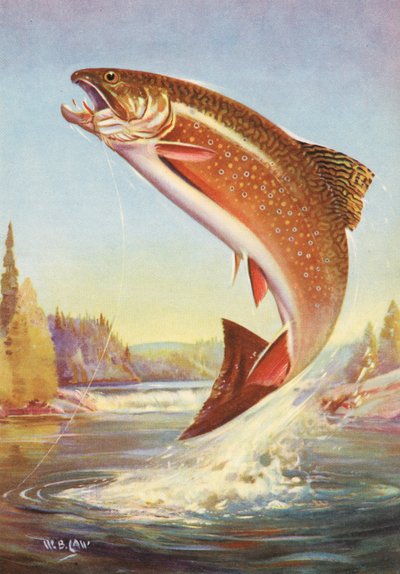 Pesca sportiva: Trota di torrente che salta da American School