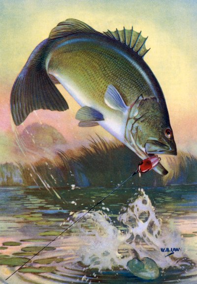 Pesca sportiva: Persico trota in salto da American School