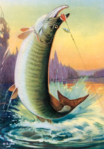Pesca sportiva: Muskie in salto da American School