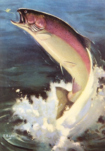 Pesca sportiva: trota iridea che salta da American School