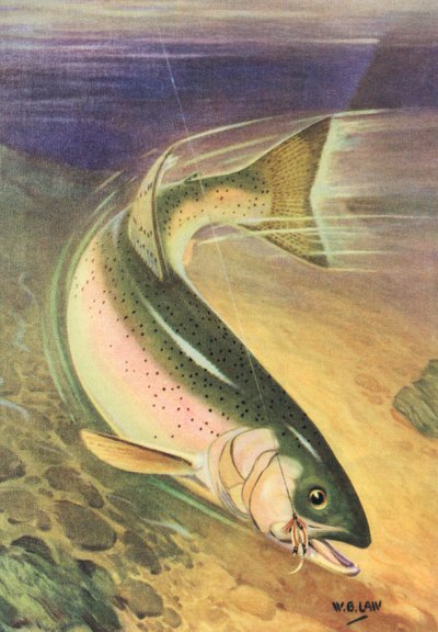Pesca sportiva: Trota iridea sulla lenza da American School