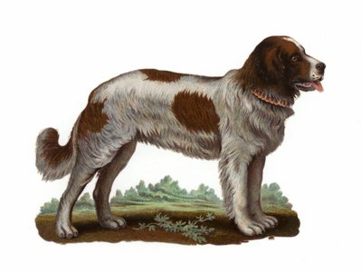 Cane San Bernardo da American School
