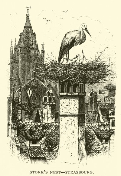 Nido di cicogne, Strasburgo da American School