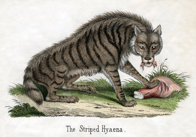 Iena striata, da La storia naturale degli animali da American School