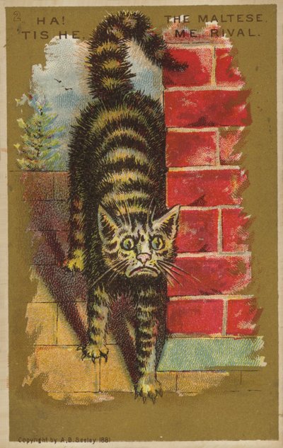 Gatto terrorizzato da American School