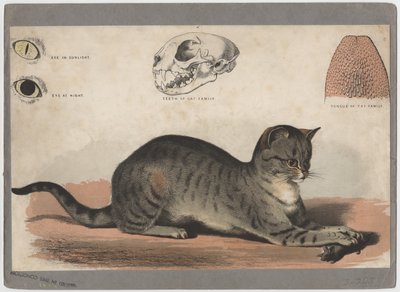 Il gatto da American School