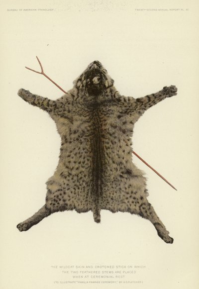 La pelle di gatto selvatico e il bastone a forma di croce su cui si poggiano i due steli piumati durante il riposo cerimoniale (litografia a colori) da American School