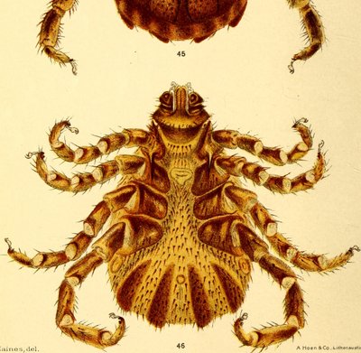 Vista ventrale del maschio di Boophilus Annulatus, illustrazione da "Cattle ticks" da American School