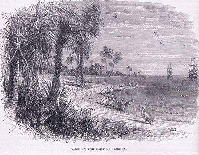 Vista della costa della Florida, illustrazione da 