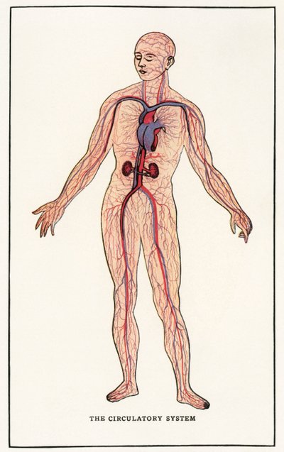 Stampa anatomica vintage del sistema circolatorio umano da American School