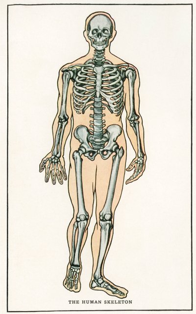 Stampa anatomica vintage dello scheletro umano da American School