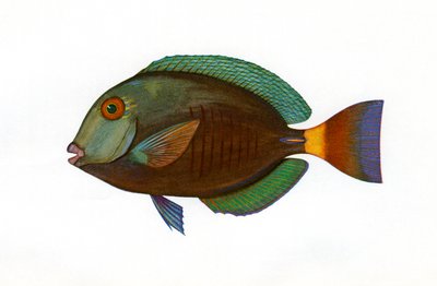 Stampa vintage di un pesce chirurgo marrone da American School