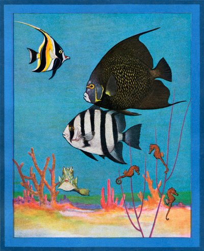 Stampa vintage di un acquario d