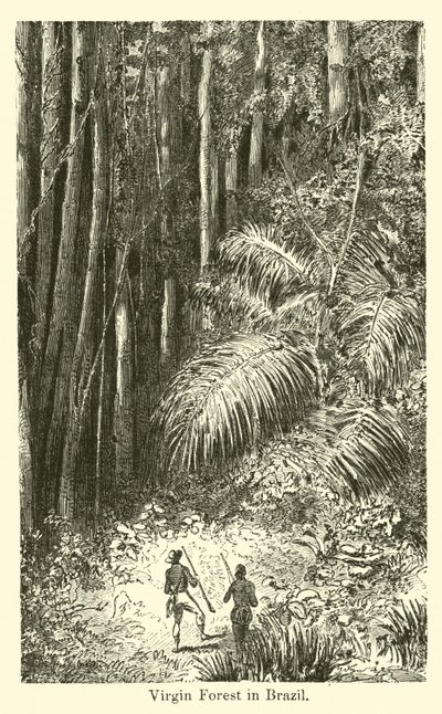 Foresta vergine in Brasile da American School
